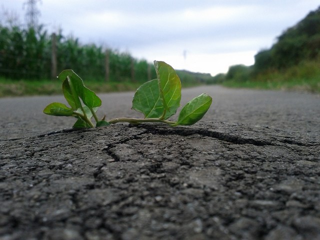 Life Will Find A Way by Mark Bridge ©2011