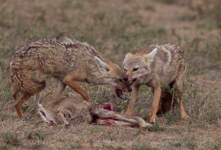 JackalGazelle-2
