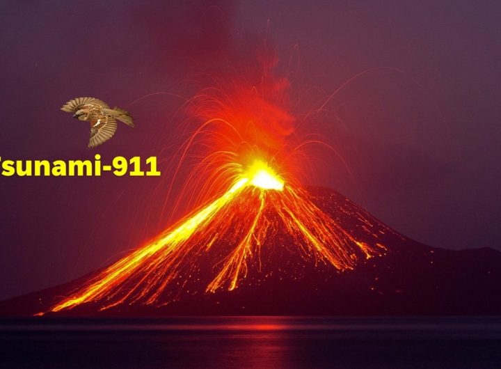 Tsunami 911.2