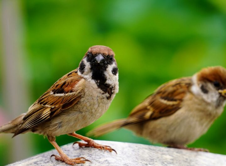 male-and-female-sparrow-perched-on-marble